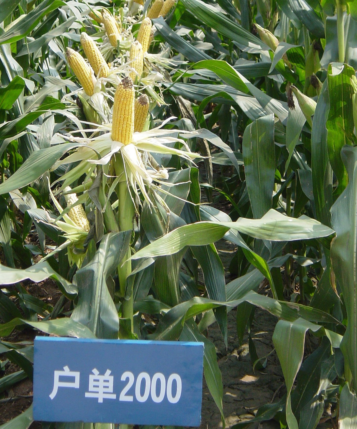 戶(hù)單2000