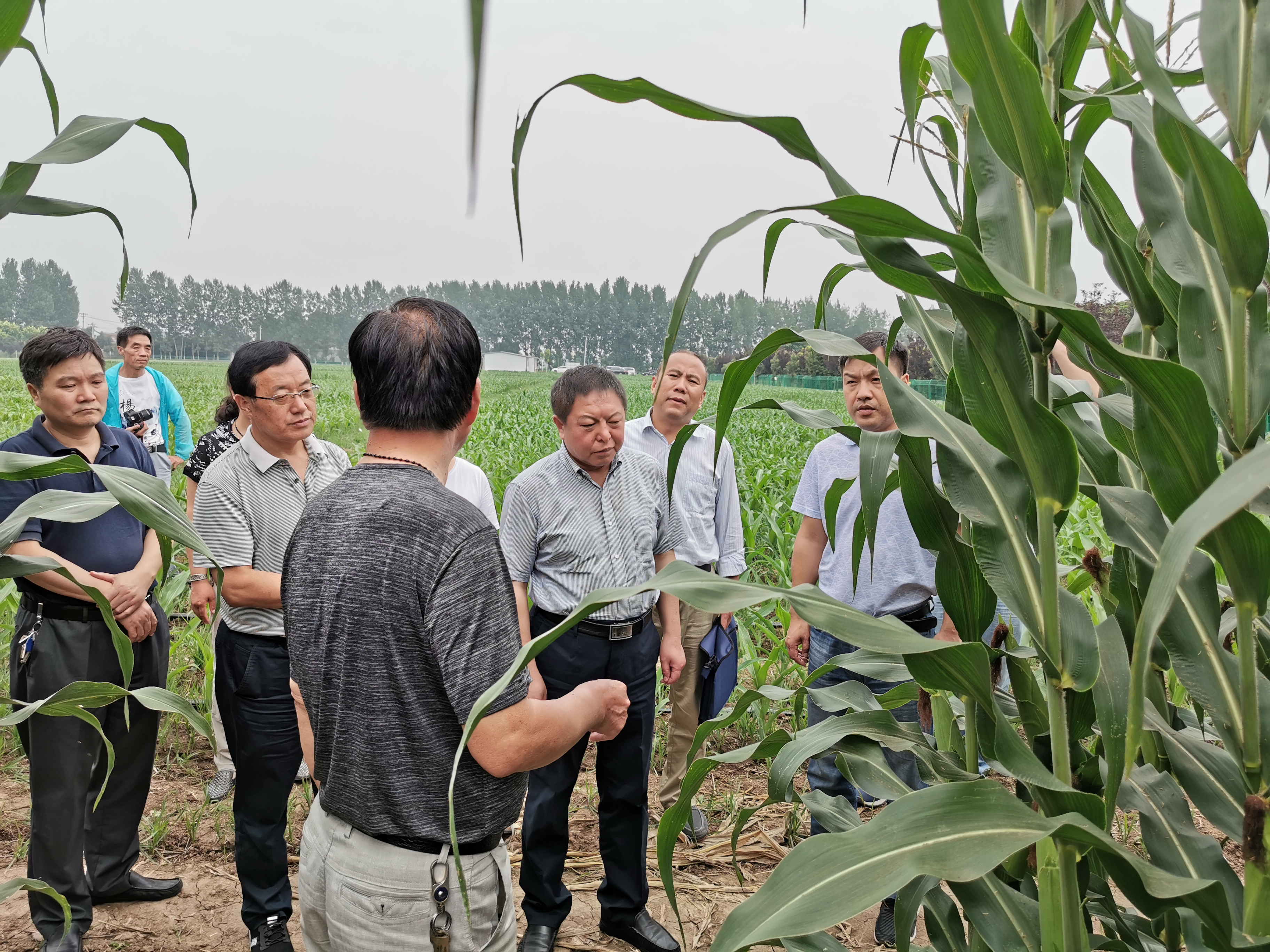 如何破解種業(yè)難題？委員提出這些建議 